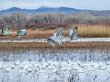 Bosque del Apache 013