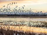 Bosque del Apache 014