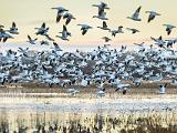 Bosque del Apache 015