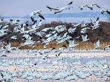 Bosque del Apache 016