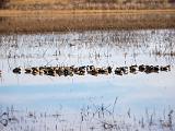 Bosque del Apache 017