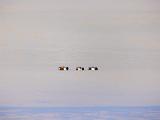 Bosque del Apache 019