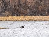 Bosque del Apache 020