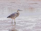 Bosque del Apache 021