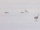 Bosque del Apache 022