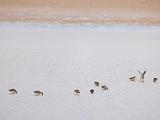 Bosque del Apache 023