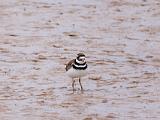 Bosque del Apache 024