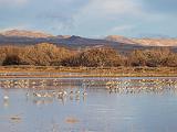 Bosque del Apache 025