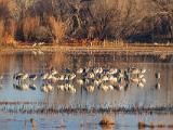 Bosque del Apache 026