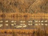 12-B Bosque del Apache