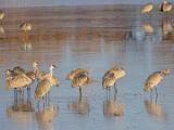 Bosque del Apache 028