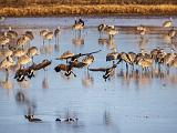 Bosque del Apache 029