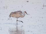 Bosque del Apache 030