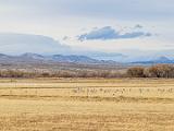 Bosque del Apache 032