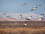 Bosque del Apache 033