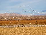 Bosque del Apache 034