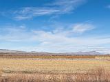 Bosque del Apache 035