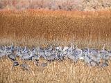 Bosque del Apache 036