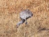 Bosque del Apache 037