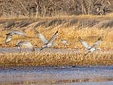 Bosque del Apache 038