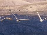 Bosque del Apache 039