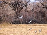 Bosque del Apache 041