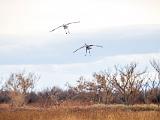 Bosque del Apache 042