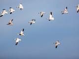 Bosque del Apache 043