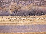 Bosque del Apache 044