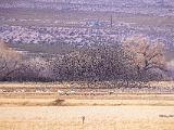 Bosque del Apache 045