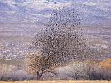 Bosque del Apache 046