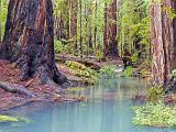 03-A Montgomery Woods
