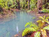 Montgomery Woods 002