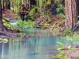 Montgomery Woods 003