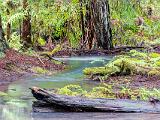 Montgomery Woods 004