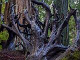 Montgomery Woods 005