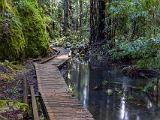 Montgomery Woods 006