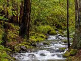 Montgomery Woods 009