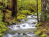 Montgomery Woods 010