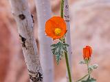 Grand Canyon Raft 052