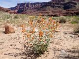 Grand Canyon Raft 065