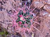 Grand Canyon Raft 073