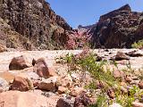 Grand Canyon Raft 096