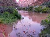 Grand Canyon Raft 170