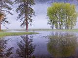 Yosemite Spring 004