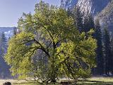 Yosemite Spring 006