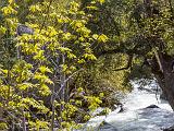 Yosemite Spring 026