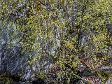 Yosemite Spring 027