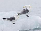 Svalbard 003