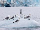 Svalbard 004
